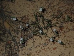 Cyanothamnus coerulescens spinescens