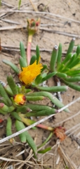 Ruschieae
