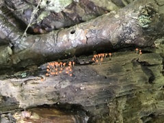 Hemitrichia calyculata