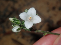 Cyanothamnus coerulescens spinescens