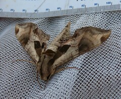 Eumorpha pandorus