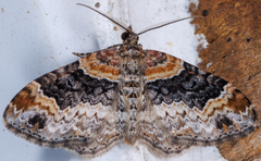 Xanthorhoe ferrugata