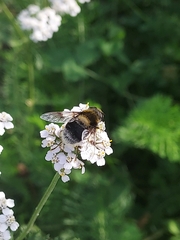 Eristalis intricaria