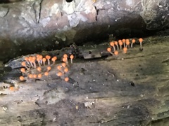 Hemitrichia calyculata