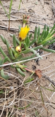 Ruschieae