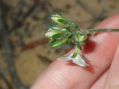 Cyanothamnus coerulescens spinescens