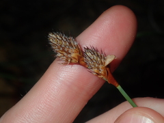 Lepidobolus preissianus