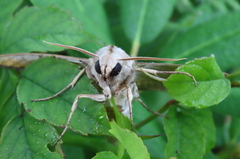 Eumorpha pandorus