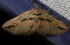 Chrysolarentia plagiocausta