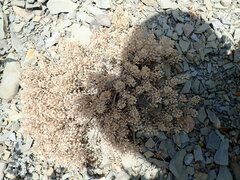 Odontarrhena obtusifolia