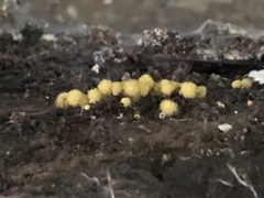 Hemitrichia calyculata