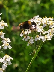 Eristalis intricaria