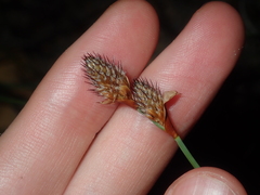 Lepidobolus preissianus