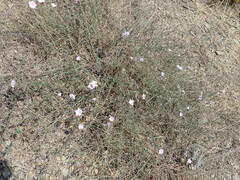 Convolvulus cantabrica