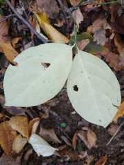 Euonymus latifolius