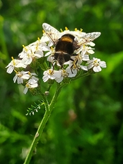 Eristalis intricaria