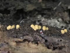 Hemitrichia calyculata