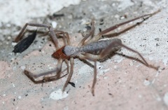 Ammotrechidae