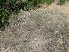 Convolvulus cantabrica