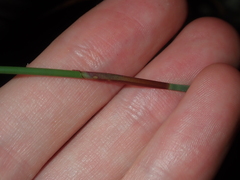 Lepidobolus preissianus