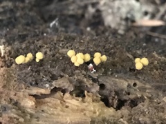 Hemitrichia calyculata