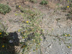 Grindelia squarrosa