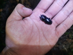 Serrognathus titanus platymelus