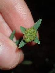 Pimelea