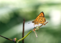 Ampittia virgata