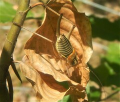 Lluciapomaresius stalii