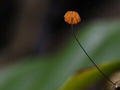Marasmius siccus