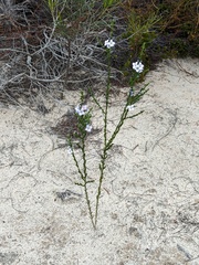 Cyanothamnus coerulescens