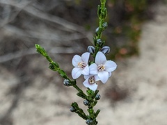 Cyanothamnus coerulescens