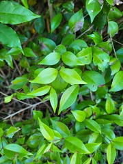 Eugenia biflora