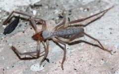 Ammotrechidae