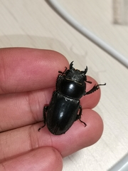 Serrognathus titanus platymelus