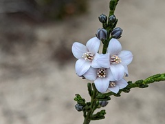 Cyanothamnus coerulescens