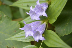 Gentiana asclepiadea
