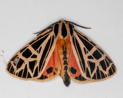 Apantesis parthenice