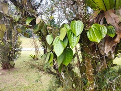 Hoya latifolia
