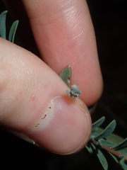 Pimelea