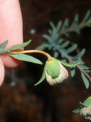 Pimelea