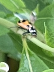 Hippodamia parenthesis