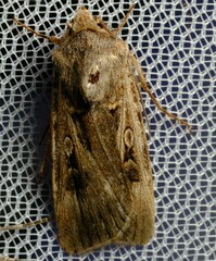Agrotis