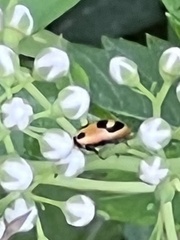 Hippodamia parenthesis