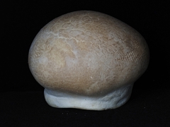 Calvatia