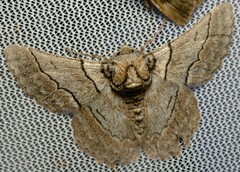 Hypobapta tachyhalotaria