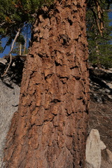 Pinus balfouriana