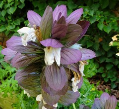 Acanthus spinosus