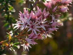 Sprengelia incarnata